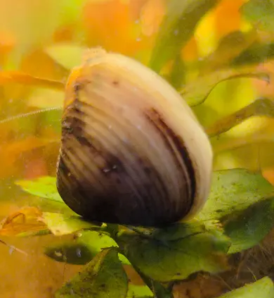 Main species image