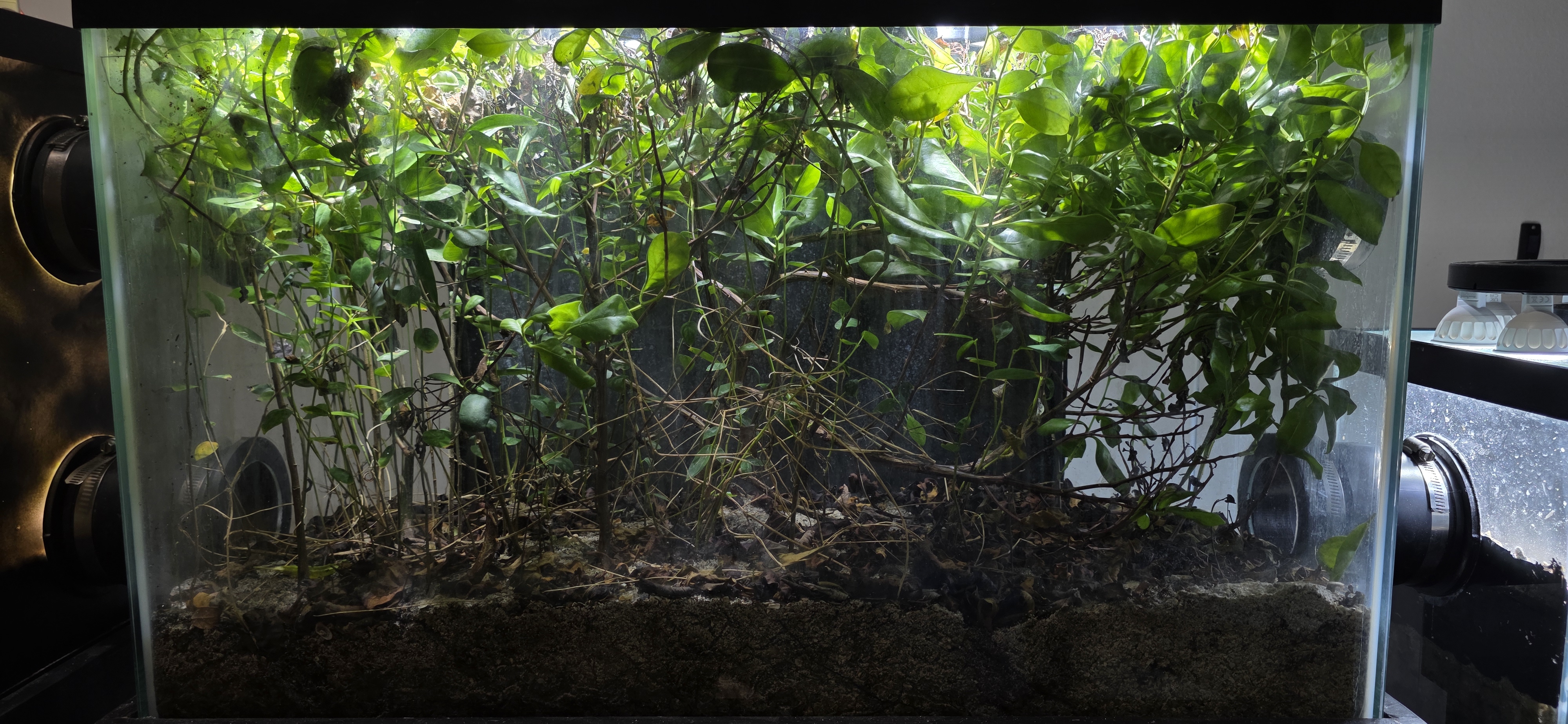 Mangrove Forest