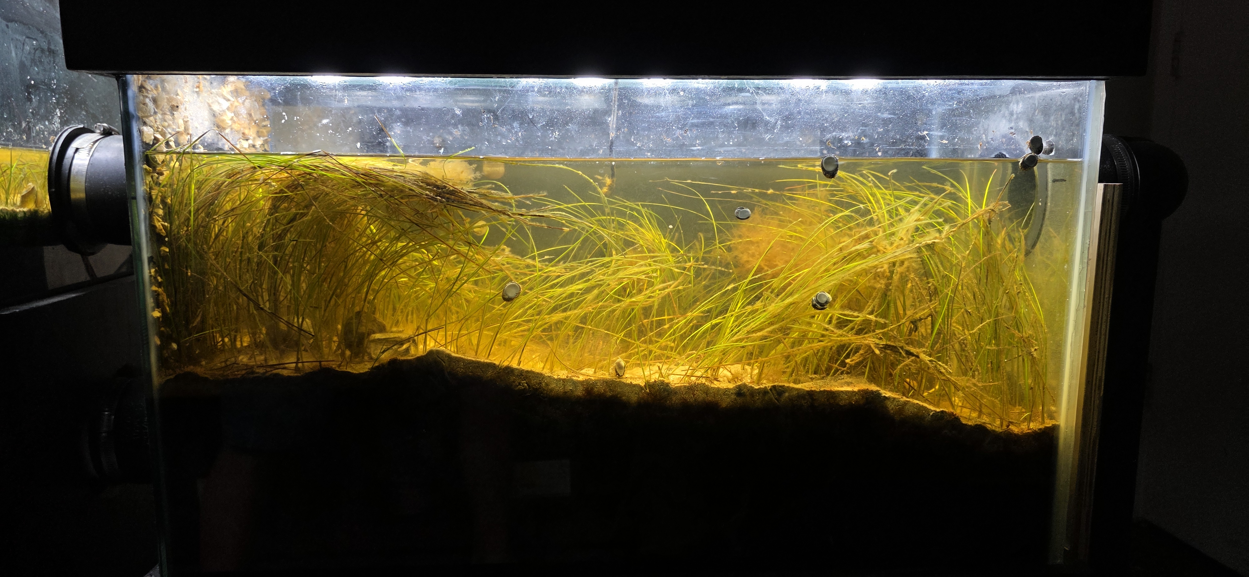 Seagrass Meadow