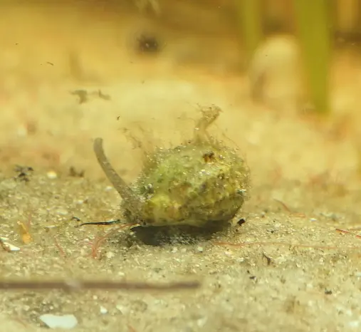 Main species image