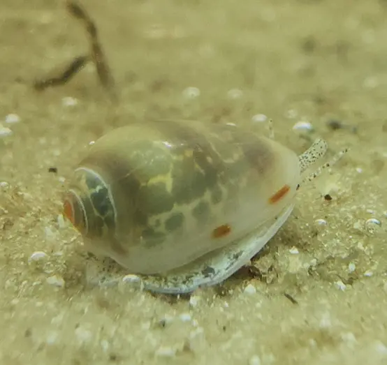 Main species image