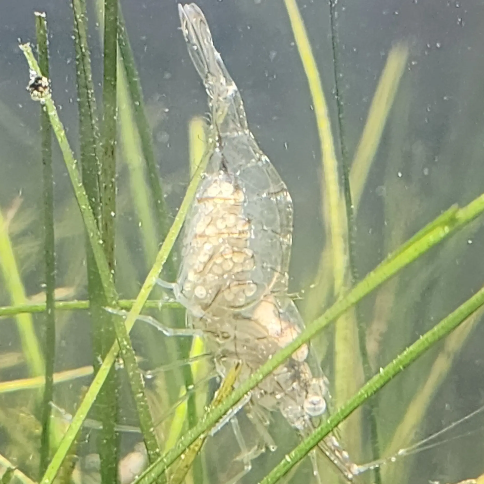 Main species image