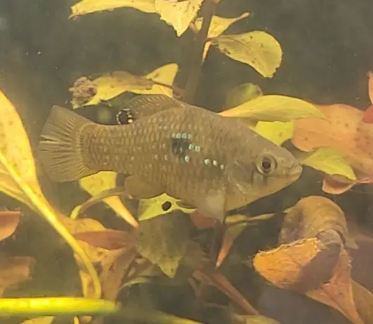 Main species image