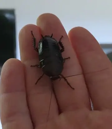 Main species image