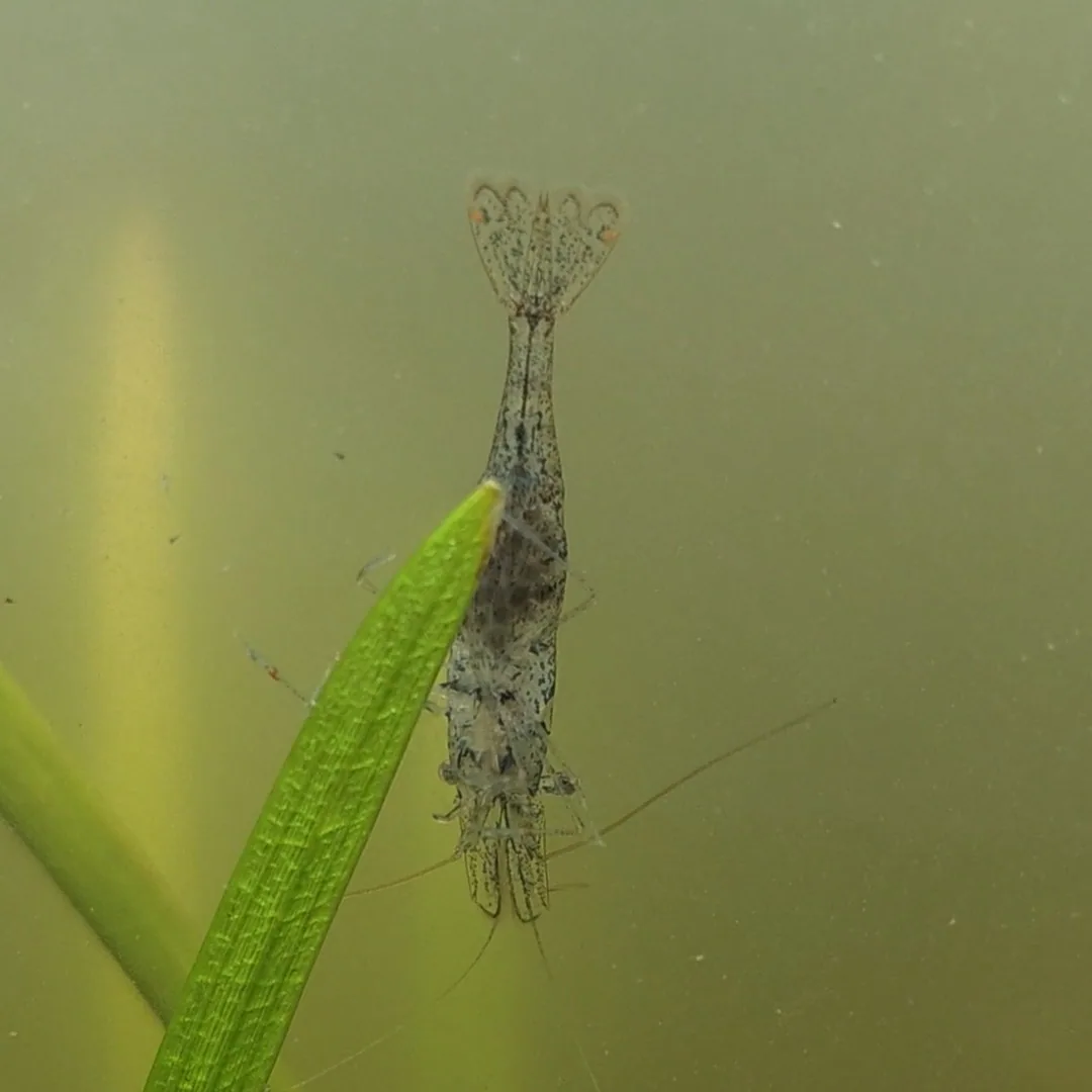 Ghost Shrimp