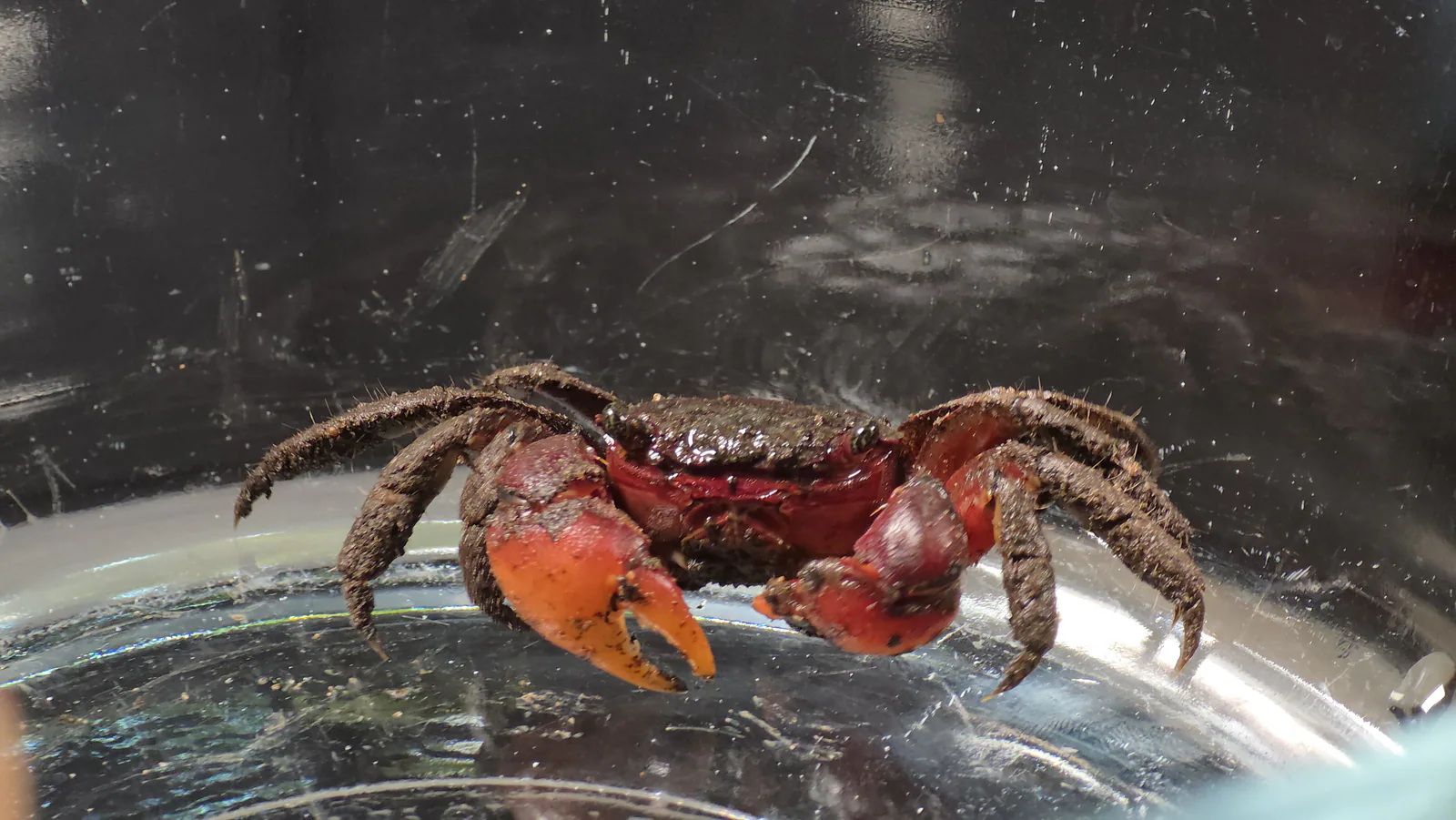 Gulf marsh crab
