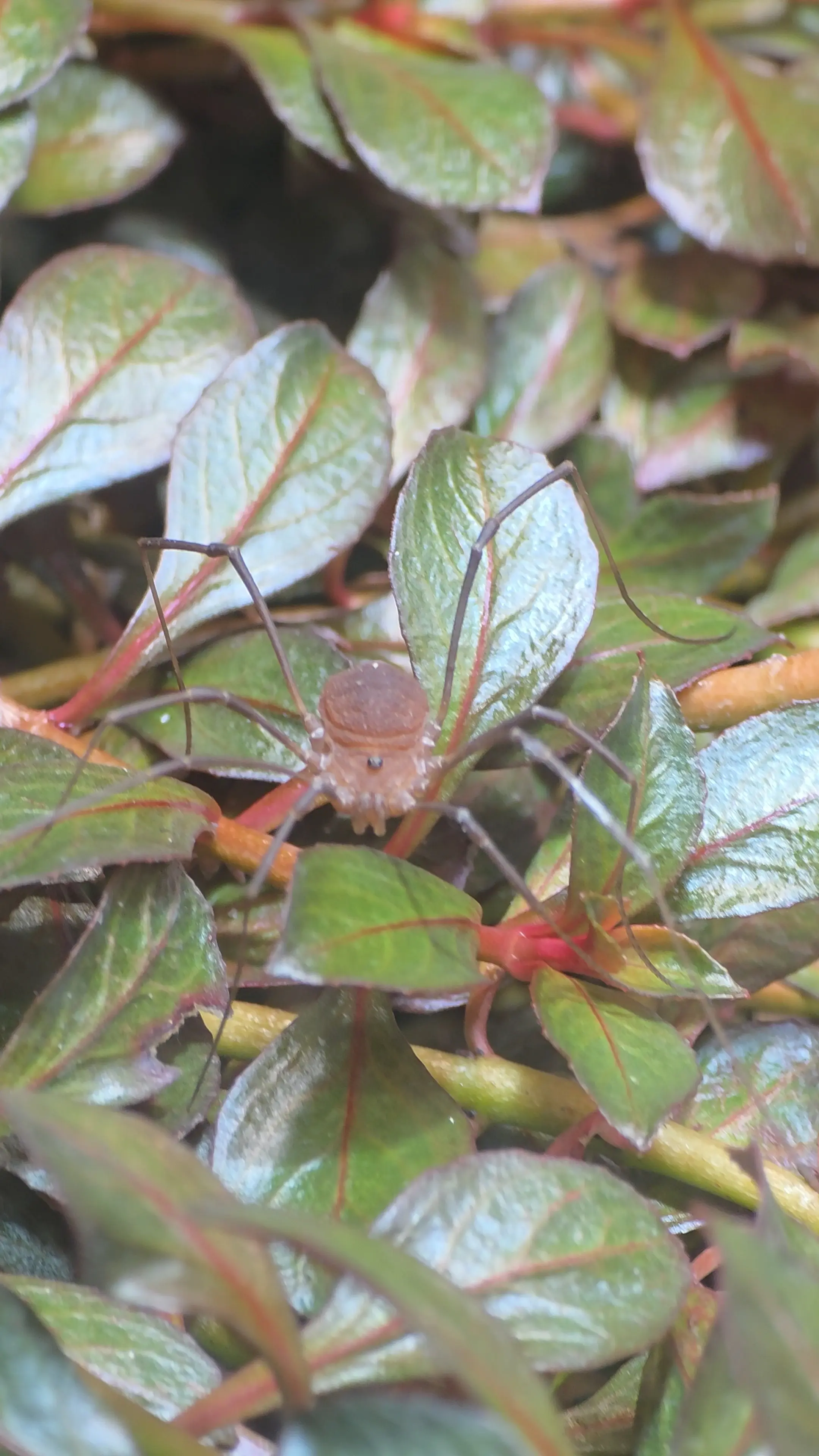 Main species image
