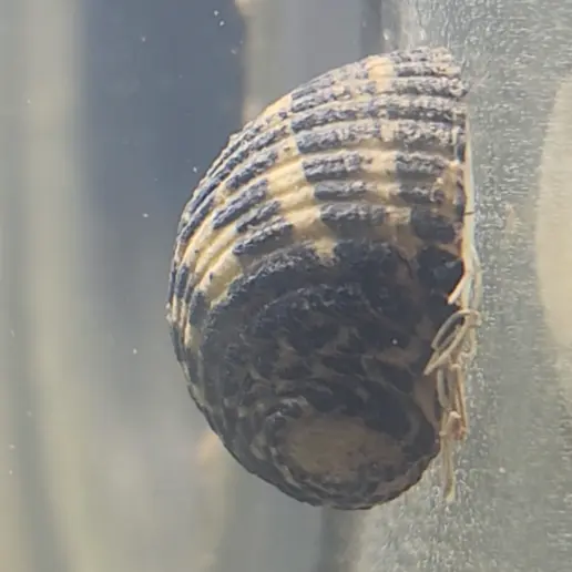 Main species image
