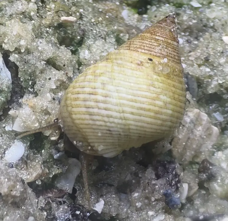 Main species image