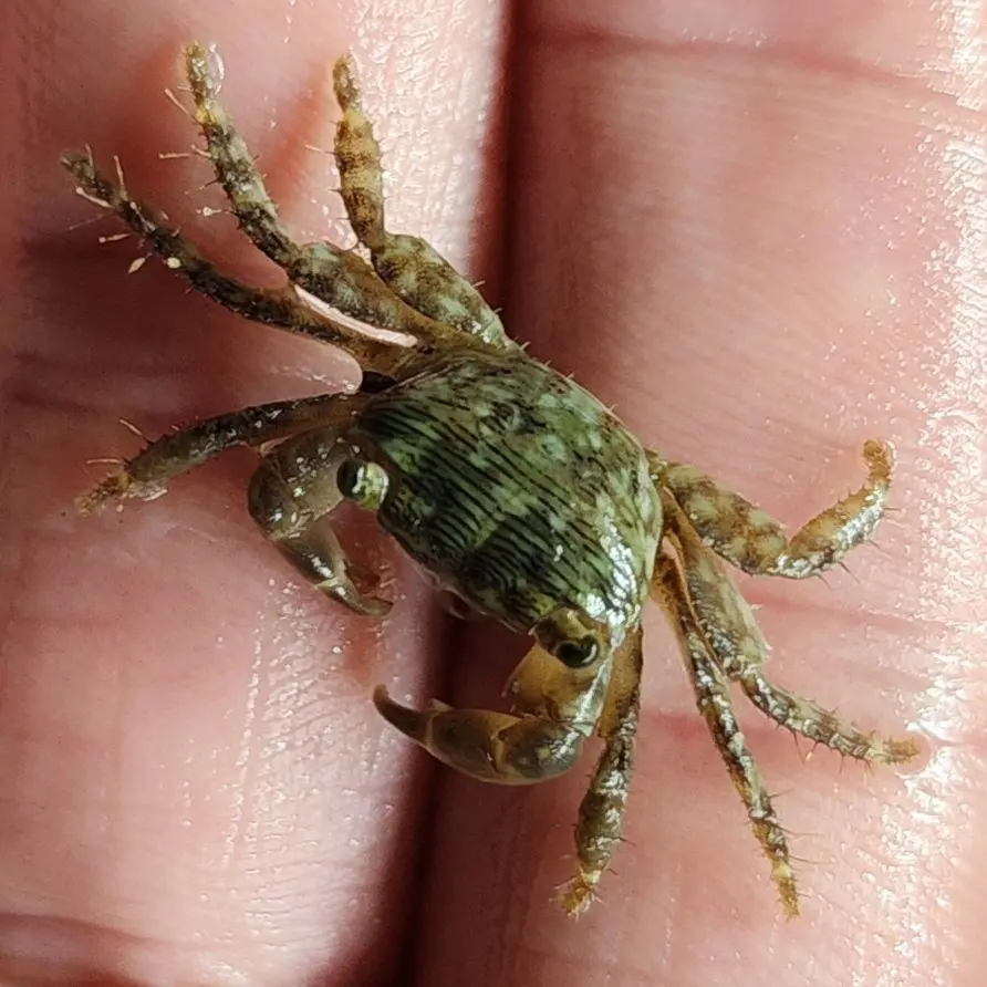 Main species image