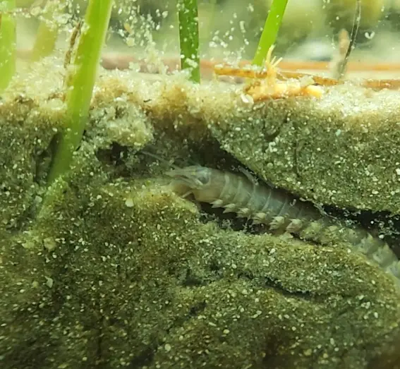 Main species image