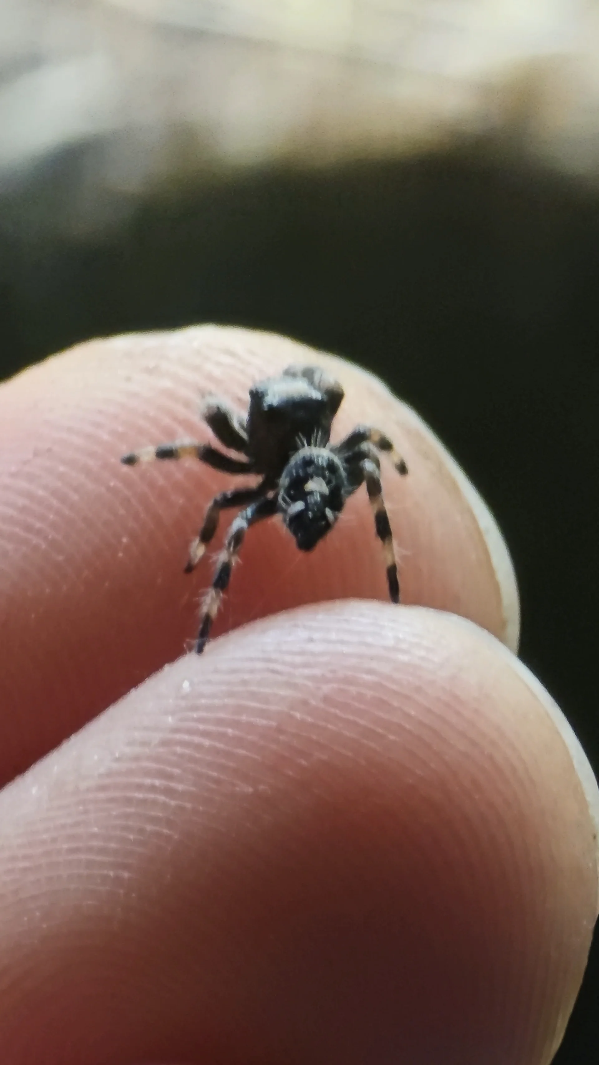 Regal Jumping Spider