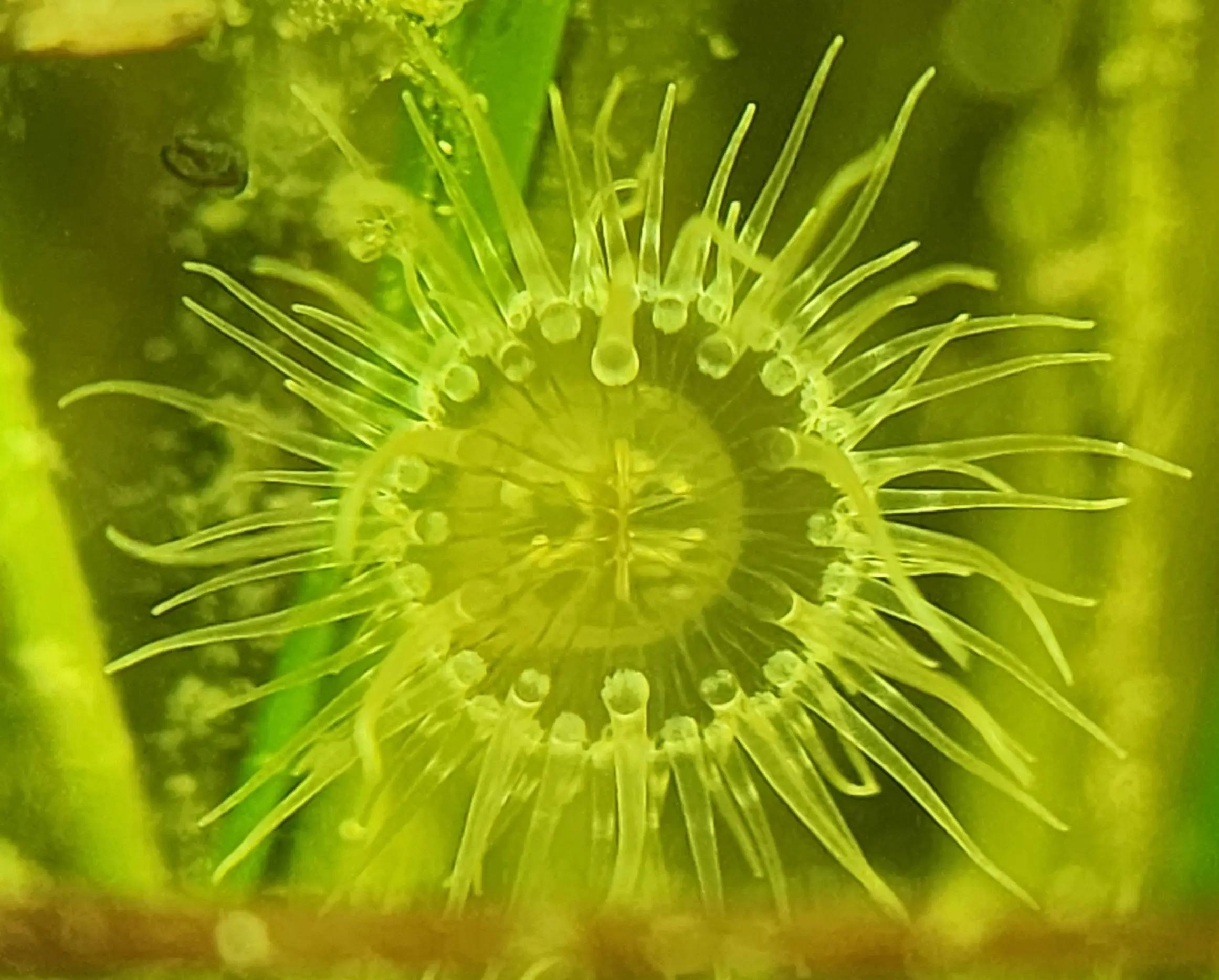 Main species image