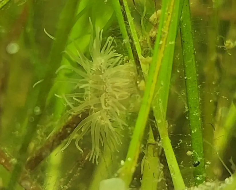 Sea Anemone