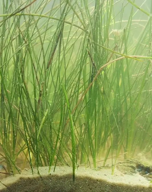Main species image