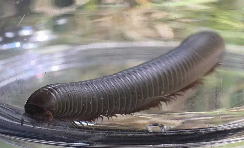 Main species image