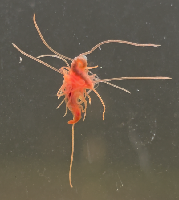 Spaghetti worm (Timarete punctata) extending feeding tentacles across the glass of the seagrass meadow biome
