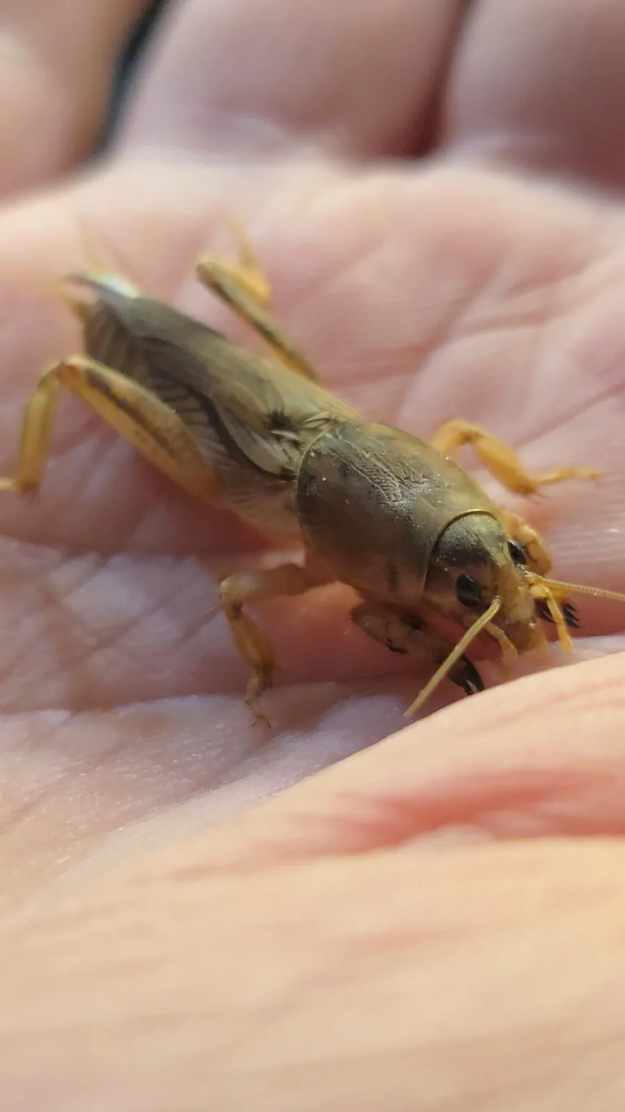 Mole Cricket