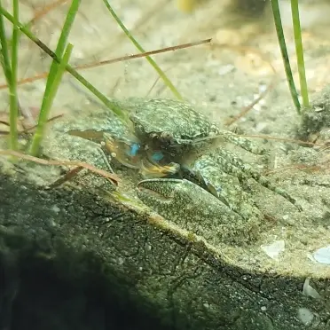 Petrolisthes armatus