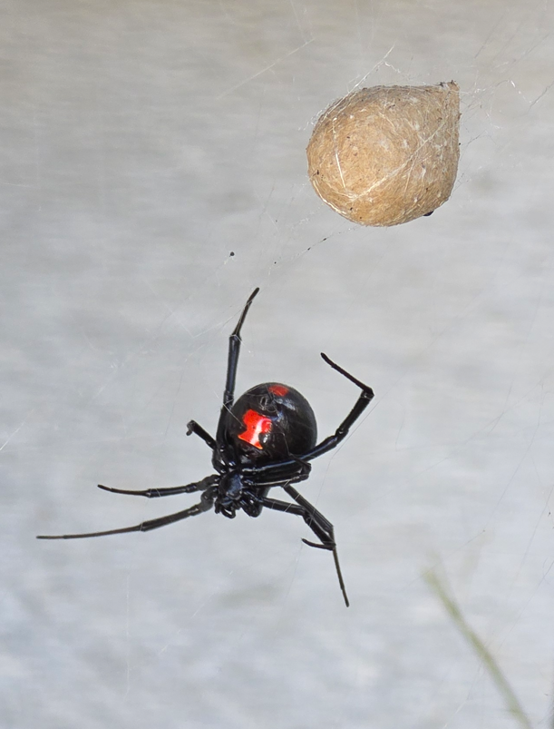 Latrodectus mactans