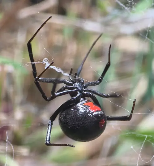 Latrodectus mactans