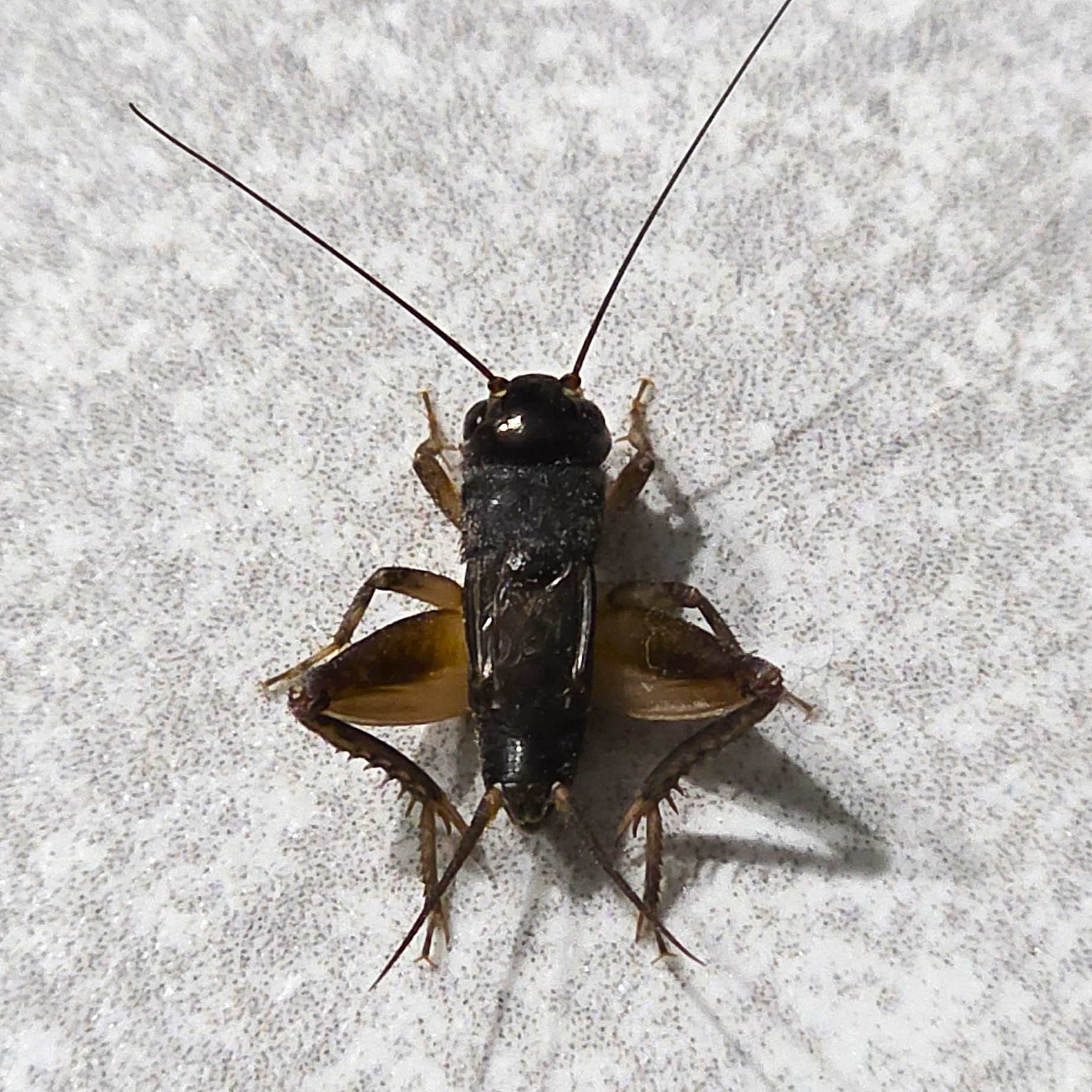 Test Scientific Cricket Name