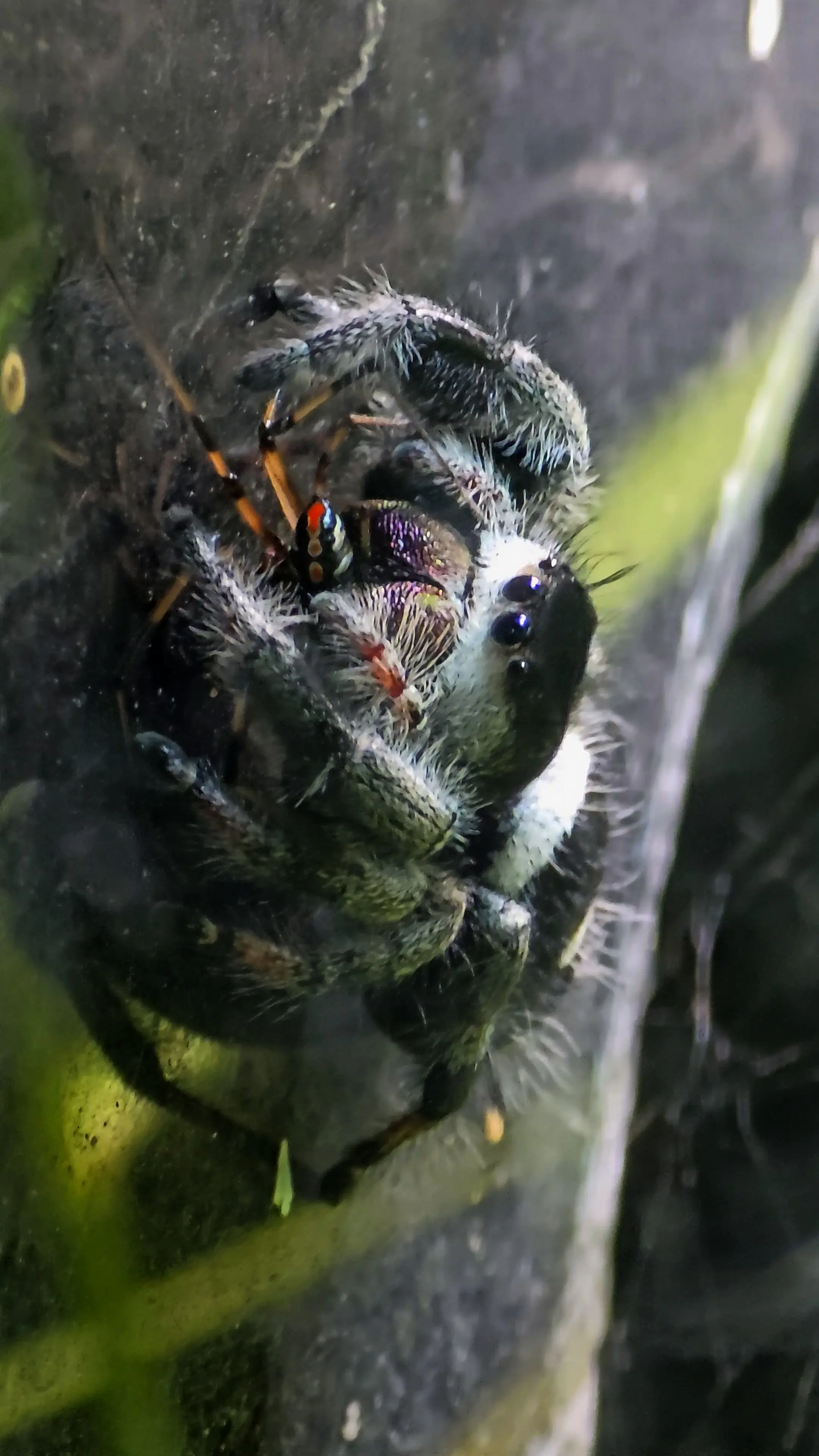Phidippus regius