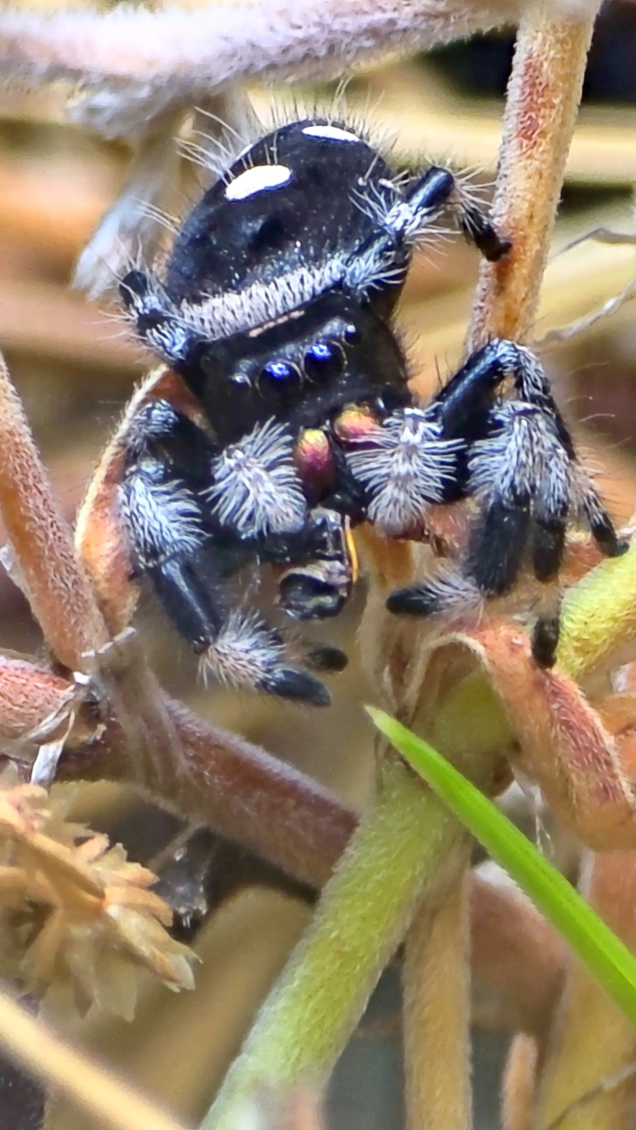 Regal Jumping Spider