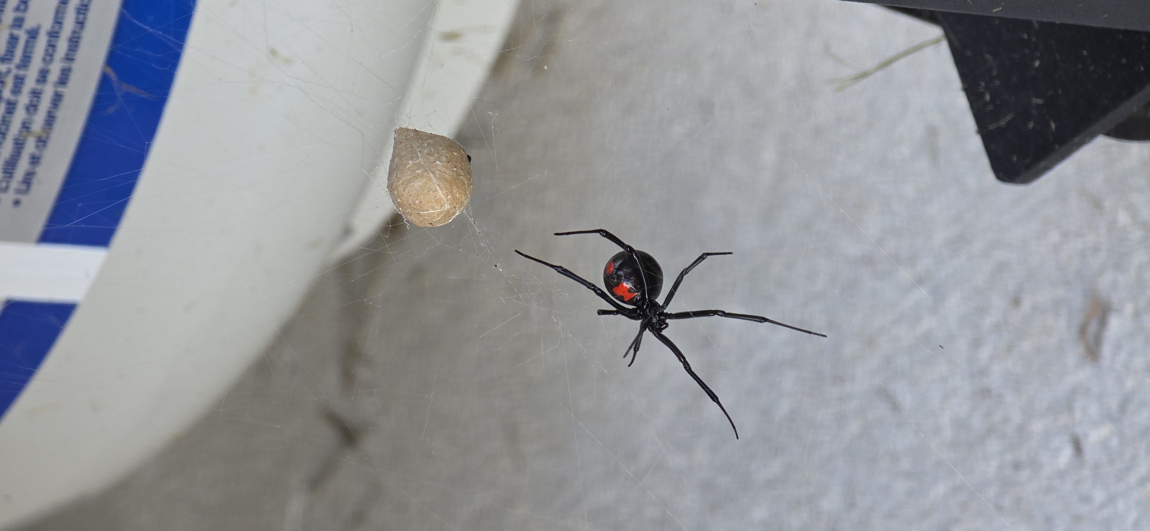 Latrodectus mactans