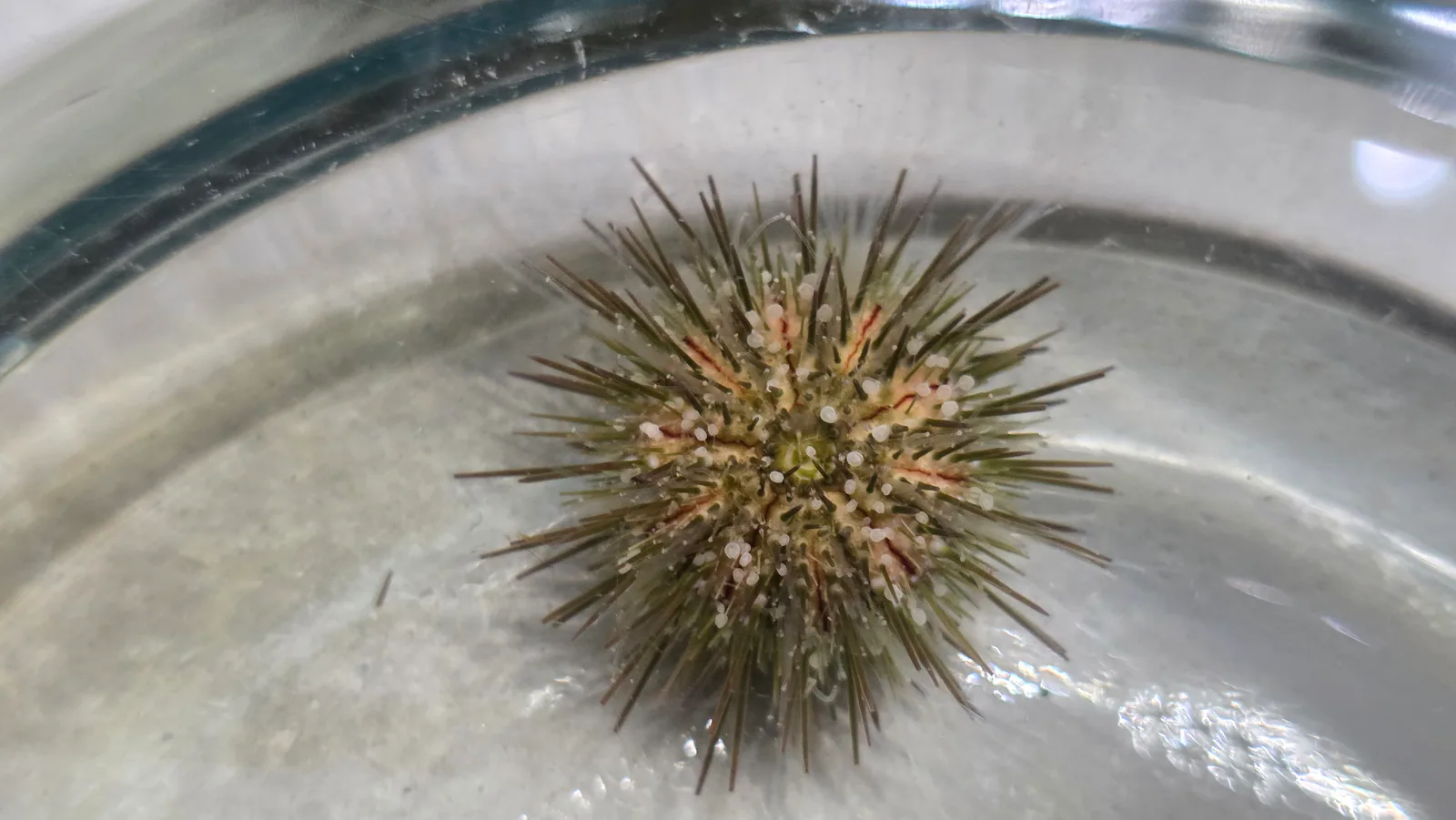 Variegated sea urchin collected for the Seagrass Meadow after macroalgae began shading the shoal grass.