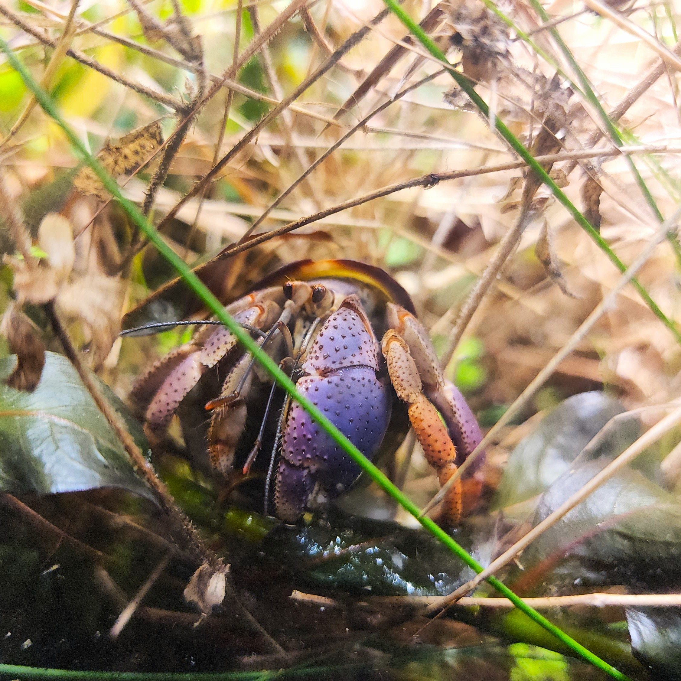 Hermit crab in the grassland biome